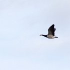 faune oiseaux